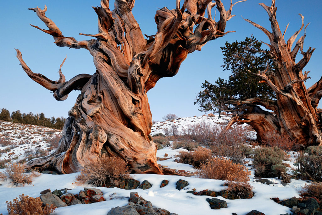 Ancient Bristlecone Pine tree with gnarled trunk in the White Mountains, California