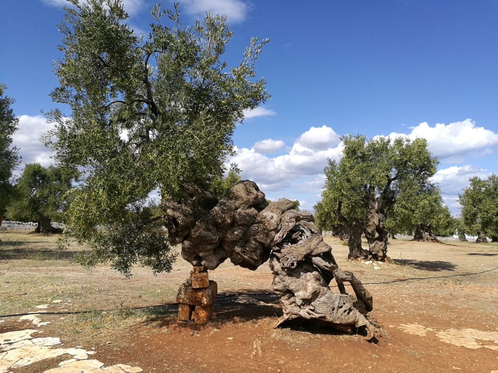 Ancient thousand-year-old olive trees in Puglia, southern Italy, under a blue sky