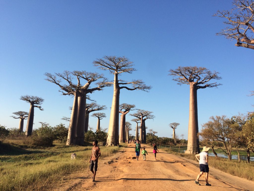 Baobab Alley in Madagascar with tourists walking along the red dirt road