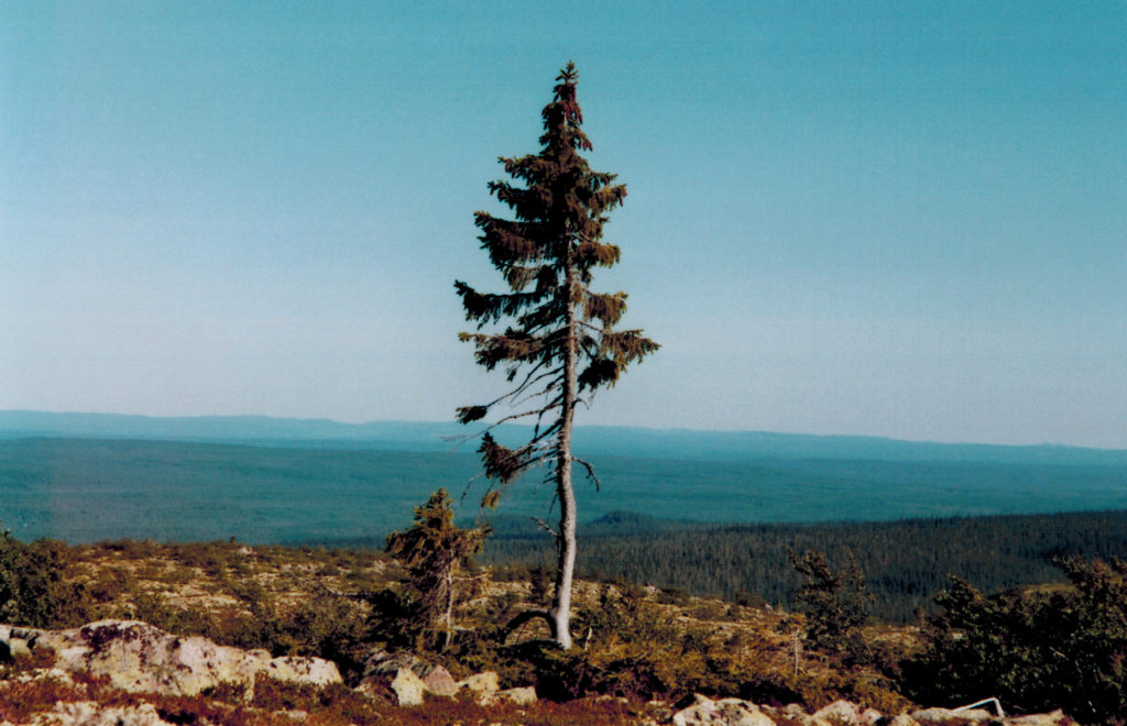 Old Tjikko, world's oldest spruce tree, standing alone on rocky ground in Sweden