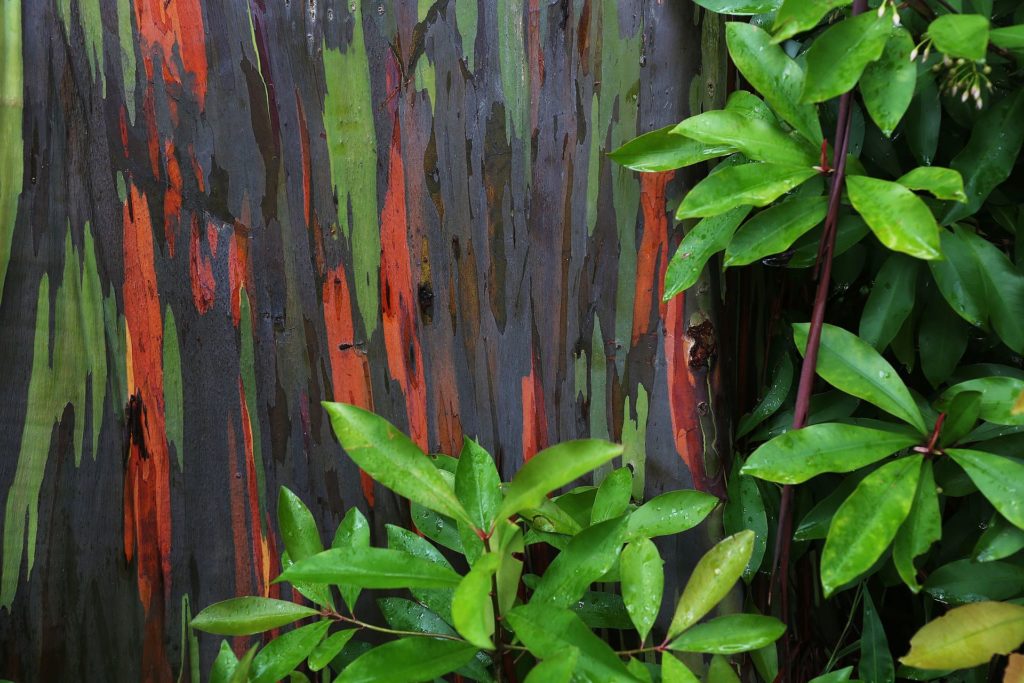 Rainbow eucalyptus tree bark with multicolored green and red stripes, Hawaii