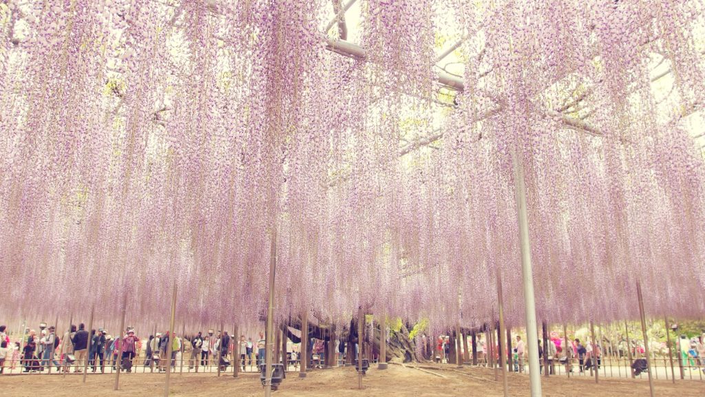 Ofuji wisteria in full bloom with cascading pink flowers, Ashikaga Flower Park, Japan