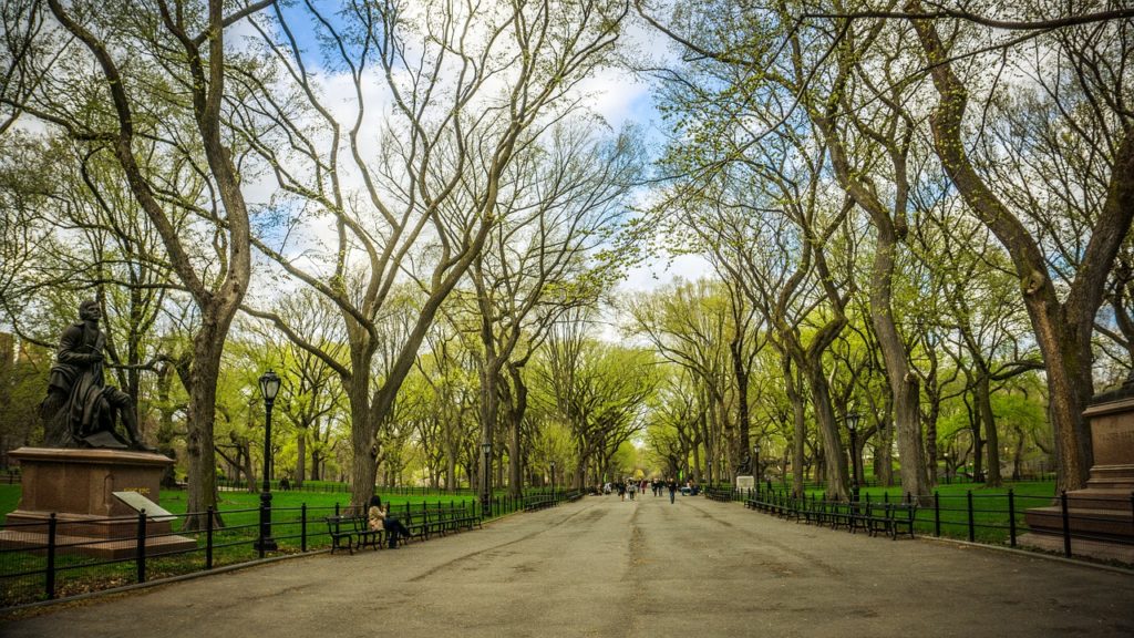 Elm tree avenue at The Mall in Central Park, New York City, in spring